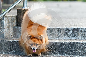 Pomeranian dog walking down the stairs in the garden