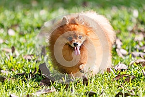 Pomeranian dog walking on green grass in the garden