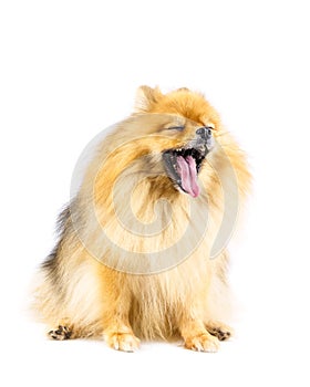 Pomeranian dog yawning isolated on white background