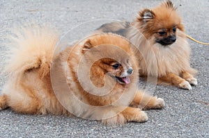 Pomeranian dogs