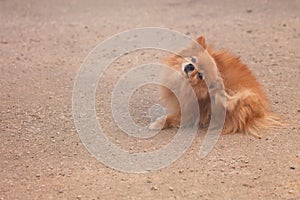Pomeranian dogs walk and run on the road in morning with relaxtime and happiness