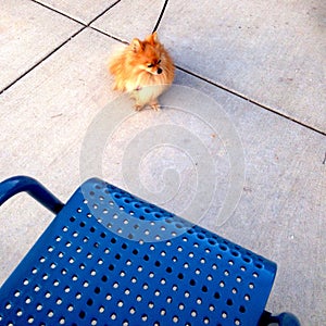 Pomeranian at the End of its Lead Near a Chair