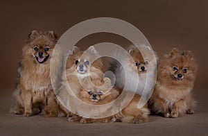 The Pomeranian family