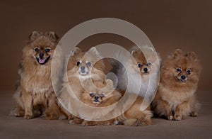 Pomeranian family poses in studio