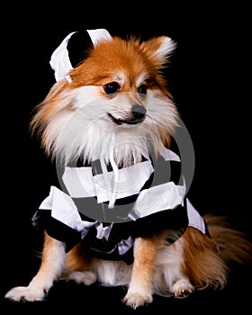 Pomeranian Jailbird