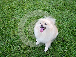 Pomeranian on the lawn.