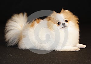Pomeranian lulu photo