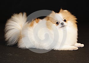 Pomeranian lulu