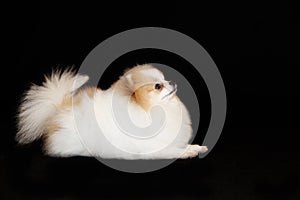 Pomeranian lulu photo