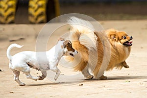 Pomeranian Lulu playing with a doggie mutts