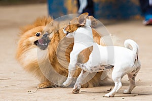 Pomeranian Lulu playing with a doggie mutts