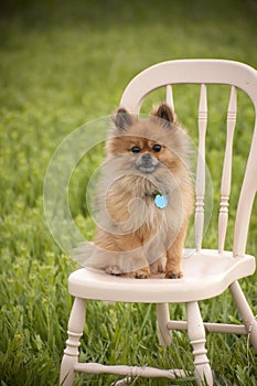 Pomeranian Model Dog