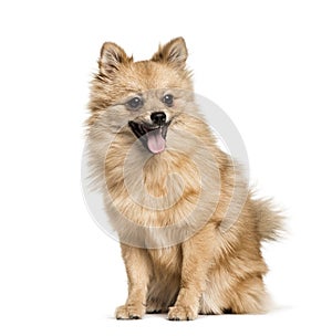 Pomeranian , 7months, sitting against white background