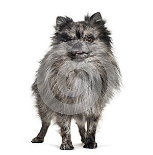 Pomeranian , 5months, standing against white background