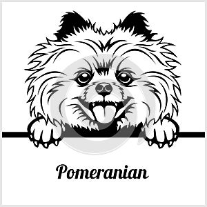 Pomeranian - Peeking Dogs - - breed face head isolated on white