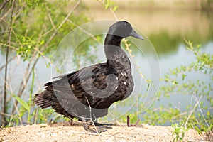 The Pomeranian or Pommern duck also known such as the Shetland duck and Swedish Blue duck photo