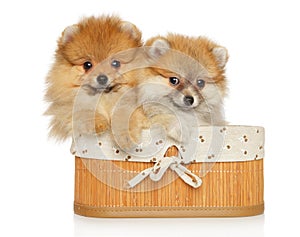 Pomeranian puppies in basket on a white