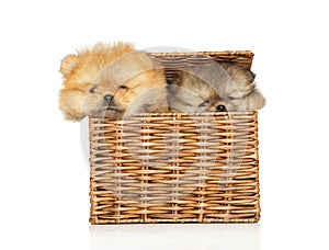 Pomeranian puppies have in a wicker crate