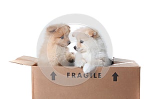 Pomeranian Puppies Inside a Cardboard Box