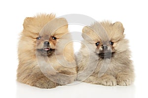 Pomeranian puppies lie on a white background