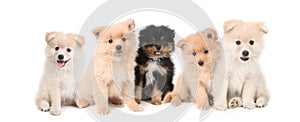 Pomeranian Puppies LIned up on White Background