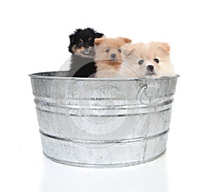 Pomeranian Puppies in an Old Washtub