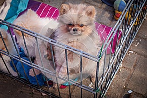 Pomeranian puppies are in a small gate