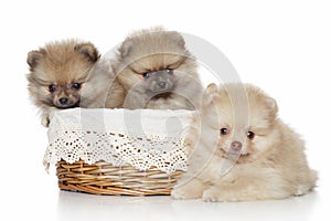 Pomeranian Puppies in wicker basket