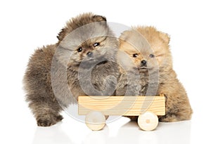 Pomeranian puppies with a wooden toy on a white background