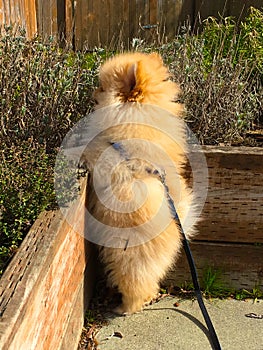 Pomeranian puppy