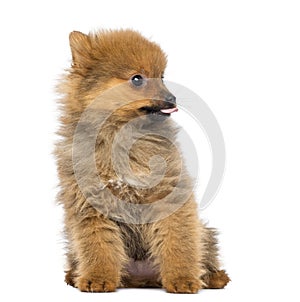 Pomeranian Puppy, 2 months old, sitting