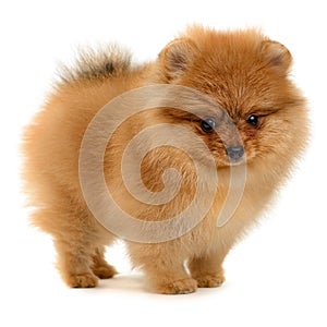 Pomeranian puppy photo