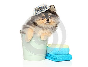 Pomeranian puppy with bathing cap in bucket