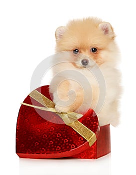 Pomeranian puppy in a box in the form of a red heart