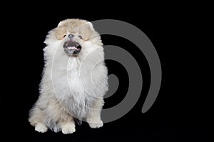 Pomeranian puppy