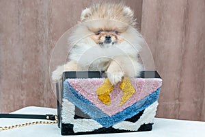 Pomeranian puppy dog in bag