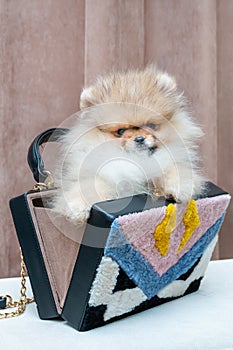 Pomeranian puppy dog in bag