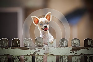 Pomeranian puppy dog climbing old wood fence use for animals and
