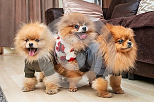 Pomeranian puppy dogs