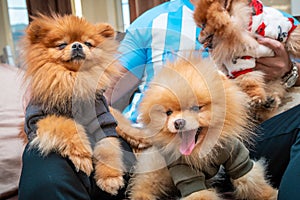 Pomeranian puppy dogs