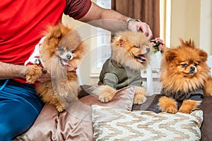 Pomeranian puppy dogs