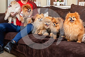 Pomeranian puppy dogs