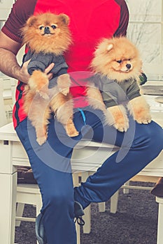 Pomeranian puppy dogs in the hands of man
