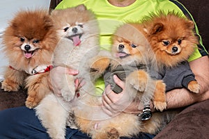 Pomeranian puppy dogs in the hands of man