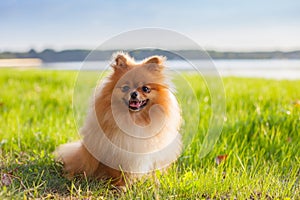 Pomeranian puppy on grass photo