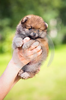 Pomeranian puppy in hand person