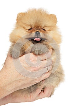 Pomeranian puppy in his hands