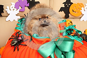 Pomeranian puppy in a huge orange basket