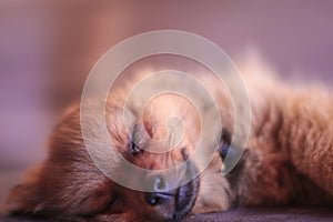 A pomeranian puppy isloated. Looking very cute and sweet while he is sleeping.