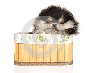 Pomeranian puppy lazily on a white background